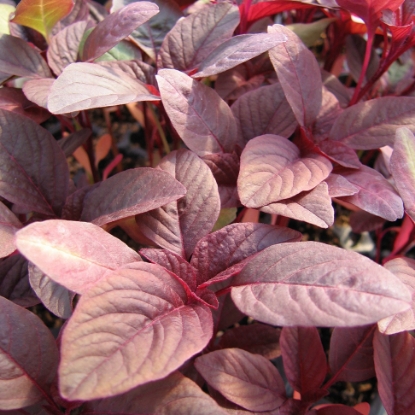 Picture of Amaranth Red Army